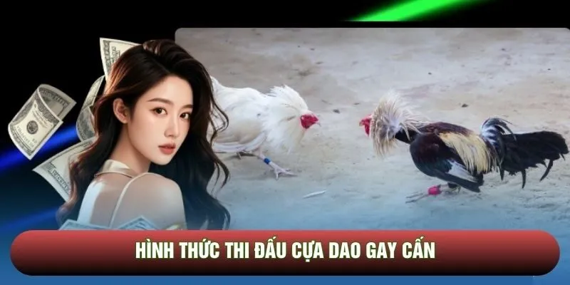 Hình thức thi đấu cựa dao gay cấn Hình thức thi đấu cựa dao gay cấn