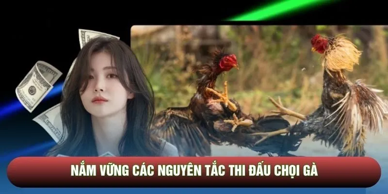 Nắm vững các nguyên tắc thi đấu chọi gà Nắm vững các nguyên tắc thi đấu chọi gà